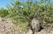 Anteprima di Echinopsis thionantha