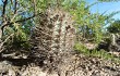 Vista previa de Echinopsis thionantha