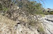 Vista previa de Echinopsis thionantha