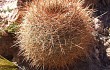 Anteprima di Echinopsis korethroides