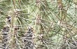 Preview photo Echinopsis korethroides