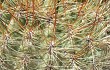 Anteprima di Echinopsis korethroides