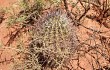 Vista previa de Echinopsis leucantha