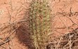 Anteprima di Echinopsis leucantha