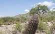 Vista previa de Echinopsis leucantha