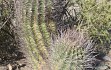 Anteprima di Echinopsis leucantha