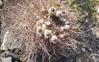 Vista previa de Echinopsis leucantha