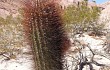 Anteprima di Echinopsis leucantha