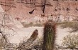 Vista previa de Echinopsis leucantha