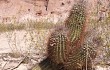 Preview photo Echinopsis leucantha