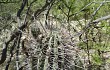 Anteprima di Echinopsis leucantha