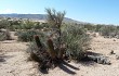 Preview photo Echinopsis leucantha