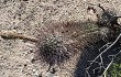 Anteprima di Echinopsis leucantha