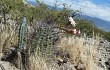 Preview photo Echinopsis leucantha