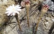 Anteprima di Echinopsis leucantha