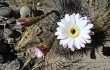 Anteprima di Echinopsis leucantha