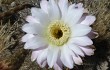 Anteprima di Echinopsis leucantha