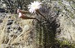 Preview photo Echinopsis leucantha