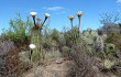 Preview photo Echinopsis leucantha