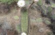 Preview photo Echinopsis leucantha