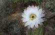 Anteprima di Echinopsis leucantha