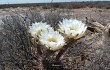 Vista previa de Echinopsis leucantha