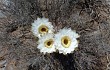 Anteprima di Echinopsis leucantha