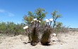 Vista previa de Echinopsis leucantha