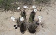 Anteprima di Echinopsis leucantha