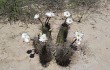 Preview photo Echinopsis leucantha