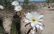 Preview photo Echinopsis leucantha