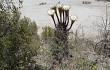 Anteprima di Echinopsis leucantha