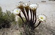 Preview photo Echinopsis leucantha