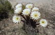 Preview photo Echinopsis leucantha