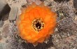 Preview photo Echinopsis chrysantha