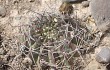 Anteprima di Echinopsis chrysantha