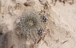 Anteprima di Echinopsis chrysantha