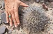 Anteprima di Echinopsis chrysantha