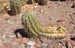 Preview photo Echinopsis tacaquirensis