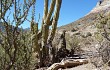 Vista previa de Echinopsis tacaquirensis