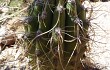 Preview photo Echinopsis tacaquirensis