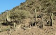 Vista previa de Echinopsis tacaquirensis