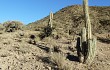 Vista previa de Echinopsis tacaquirensis