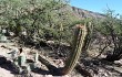 Preview photo Echinopsis tacaquirensis