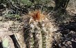 Preview photo Echinopsis tacaquirensis