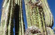 Preview photo Echinopsis tacaquirensis