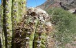 Anteprima di Echinopsis tacaquirensis