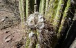 Preview photo Echinopsis tacaquirensis