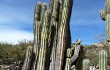 Anteprima di Echinopsis tacaquirensis