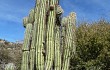 Anteprima di Echinopsis tacaquirensis